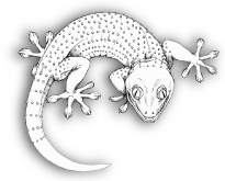 drawing of a tokay gekko