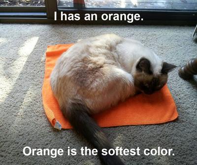 An image of a cat laying on an orange cleaning cloth. 'Orange is the softest color!'